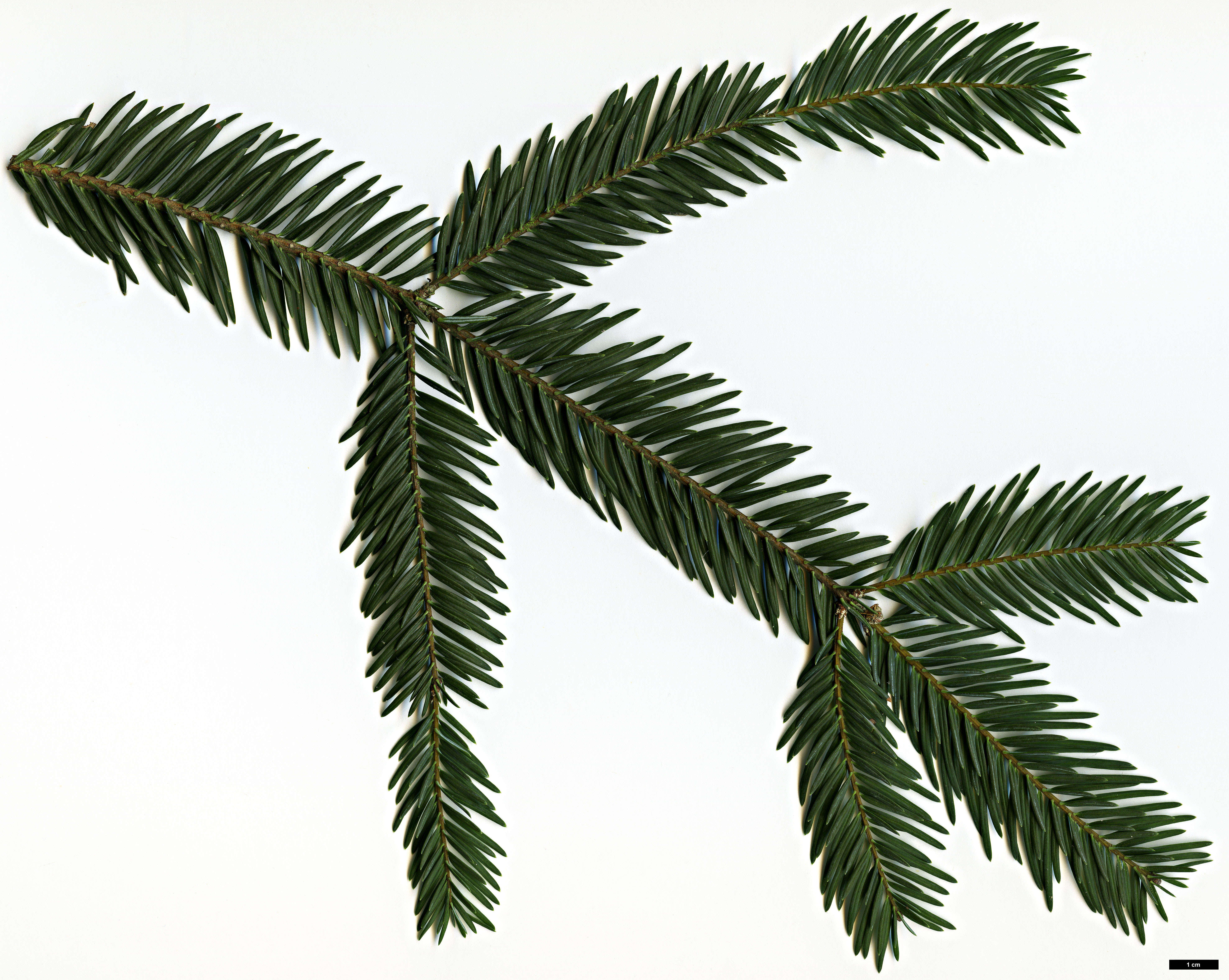 High resolution image: Family: Pinaceae - Genus: Abies - Taxon: durangensis High resolution image: Family: Pinaceae - Genus: Abies - Taxon: durangensis